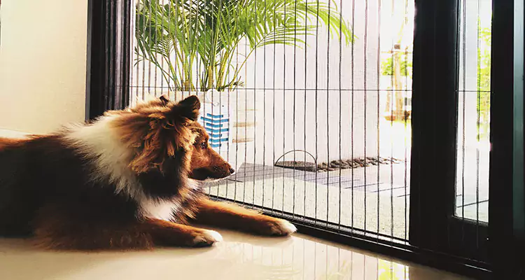 Sliding Screen Pet Door Repair in Richmond, CA