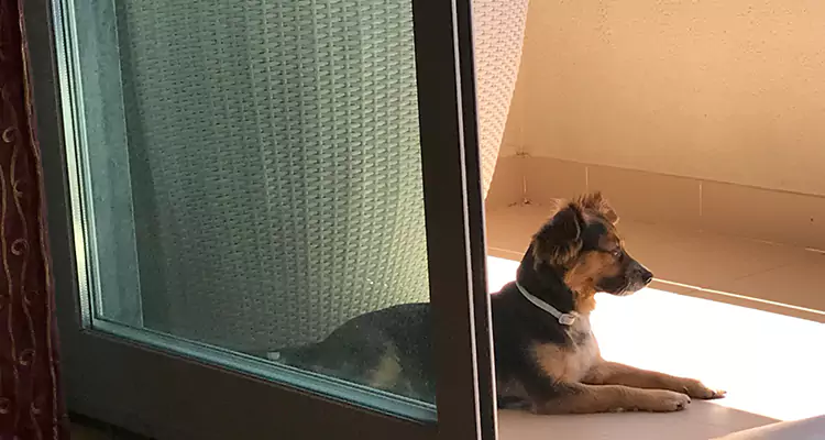 French Door Pet Screen Repair in Richmond, CA